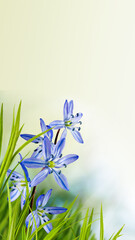 beautiful blue flowers in the garden on green background