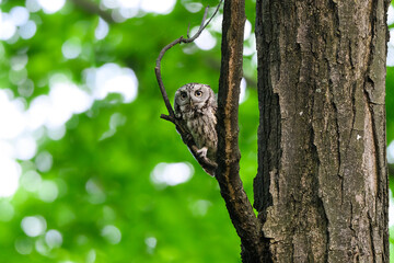 Eastern Screech Owl sitting on tree branch in spring, portrait