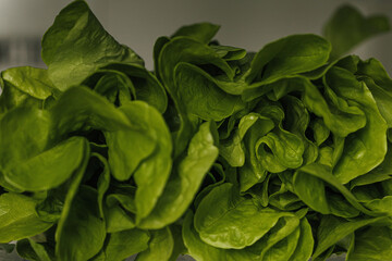 Fototapeta na wymiar green lettuce