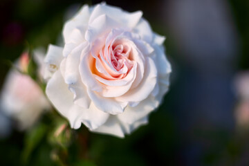 Rose flowers red and white