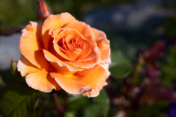 Rose flowers red and white