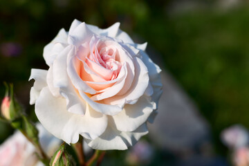 Rose flowers red and white