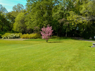 Green grassy park detail near the entrance with green trees and in the middle, a tree full of big pink flowers at Sigurtà Garden Park, Valeggio sul Mincio, Veneto, Italy., Veneto, Italy.
