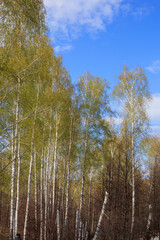 Fototapeta premium Birch forest with slender tall birch trees in spring. Walk through the wild overgrown forest. Selective focus.