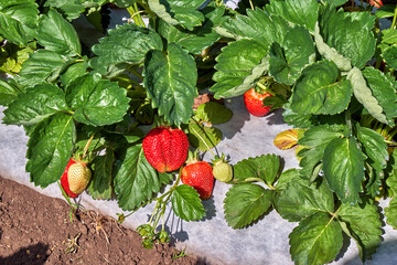 Ripe strawberries growing on agrofibre, modern agricultural technologies.