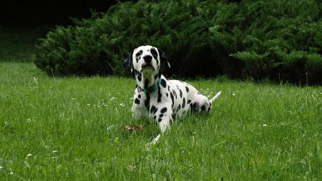 Dalmatian sitting on the green grass on a sunny day. The dog performs the command-sit.