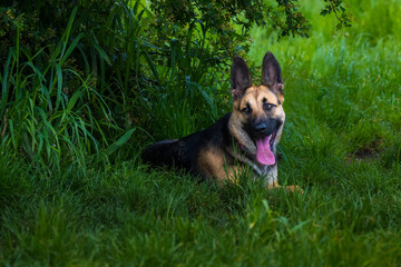 2022-05-31 A GERMAN SHEPARD LYING IN TALL GRASS UNDER A TREE WITH BRIGHT EYES AND ITS TONGUE OUT AT...