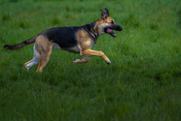2022-05-31 A YOUNG GERMAN SHEPARD RUNNING ACROSS A GREEN FIELD WITH ITS TOUNGE OUT AND FOCUSED EYES AND A SLIGHT BLUR ON HER LEGS TO SHOW MOVEMENT AT MARYMOOR OFF LEASH DOG PARK IN REDMOND WASHINGTON