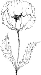  poppies drawing vector