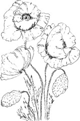  poppies drawing vector - 508098310