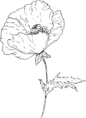  poppies drawing vector
