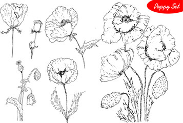  poppies drawing vector - 508098314