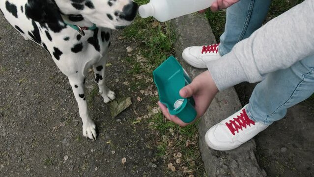 Dalmatian dog, drinks water from a drinking bowl.