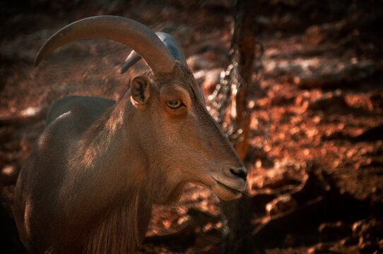 Schneeziege Bilder Durchsuchen 22,292 Archivfotos, und