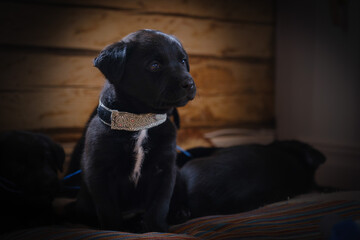 Black puppies mixed of Labrador retriever and Border collie