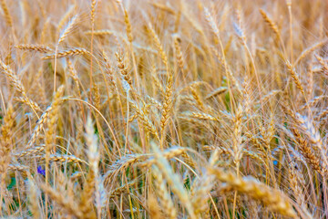 Wheat field, fresh harvest of wheat.