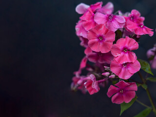 Pink garden phlox (Phlox paniculata), also called summer phlox, on dark background