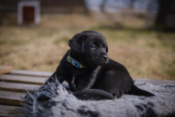 Black puppies mixed of Labrador retriever and Border collie