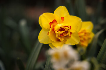 Obraz na płótnie Canvas beautiful golden daffodil in Bloom