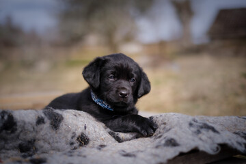 Black puppies mixed of Labrador retriever and Border collie