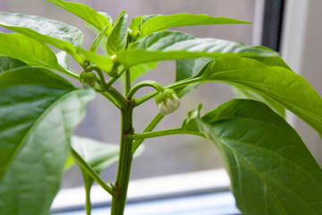 Fototapeta na wymiar Sweet pepper grows in a pot on the window. home garden