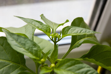 Sweet pepper grows in a pot on the window. home garden