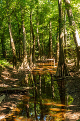 old growth bottomland hardwood forest in Congaree National park in South Carolina
