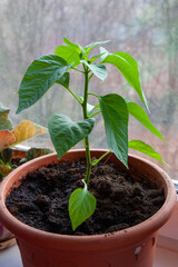 Sweet pepper grows in a pot on the window. home garden