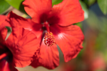 Blooming Red Hibiscus Flowers with Plenty of Leaves. 