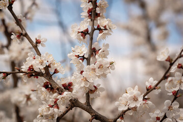 white cherry blossom in spring