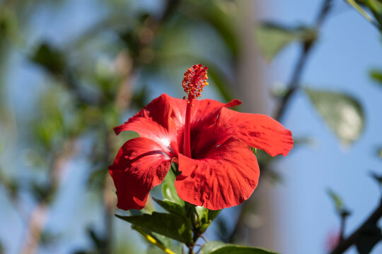 Blooming Red Hibiscus Flowers with Plenty of Leaves. 