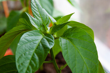Sweet pepper grows in a pot on the window. home garden