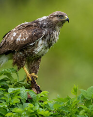 Common Buzzard portrait in the forest after rain