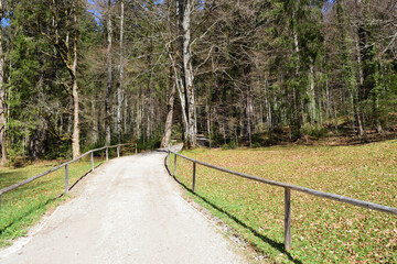 wald in ettal, bayern, deutschland