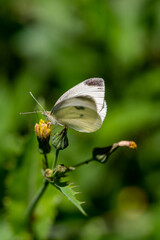 Close-up of a Cabbage White butterfly (Pieris brassicae) on a yellow flower bud