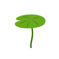 Water lily in pond. River plant. Green leaves. Nature of swamp, scenery of lake. © Taras