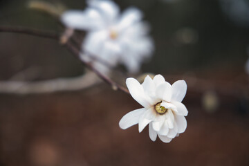 White Star of Magnolia