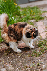 Obraz premium cat in the garden