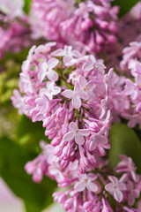 Branches of pink and white lilac close-up on a pink concrete background. Lilac blossom. Greeting cards with a composition for the holiday, covers for notebooks