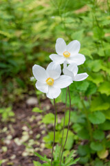 White-yellow inflorescence of Anemone sylvestris on a green stem close-up. Perennial spring plant. Photo for a garden center or plant nursery catalog. Sale of green spaces.