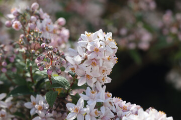 The beautiful pale pink flowers of Deutzia x hybrida 'Mont Rose'. A spring flowering garden shrub in close-up. Copy space to right.