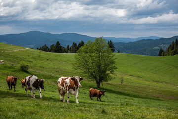 Fototapeta na wymiar Cows herd walk on green pasture in Pieniny National Park and Mountains, Poland