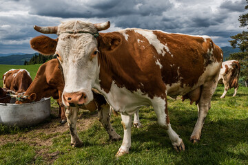 Cow walk in fron of camera, close up