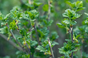 Obraz premium Sprig of gooseberry with leaves in spring close-up