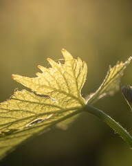 Green vine leaves with backlight. Soft light green grape leaves in spring. Leaf vine shoots in the garden in the hot sun.