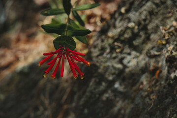 scarlet gilia blooming 