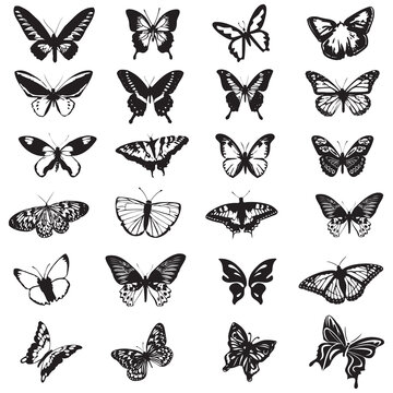 butterfly collage isolated on white