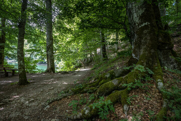 Old trees grow along the path at the nature park near the lake Biogradske jezero in Montenegro