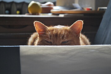 the ginger cat looks from behind the table © TK_Office