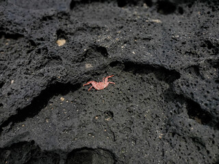 Crab on lava